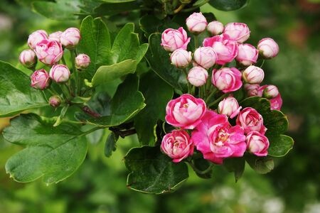 Pink blossom on a tree in the springの写真素材