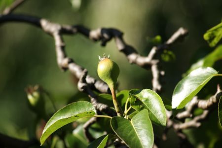 A new pear just started growingの写真素材
