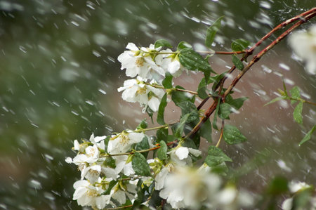 Mock Orange genus Philadelphus flowers and branch during a rain storm