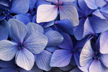 Close up of a group of blue Hydrangea flowersの写真素材