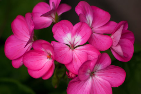 A cluster of pink Geranium flowers