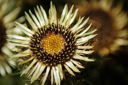 A Common Carline Thistle flower (Carlina vulgaris)の写真素材
