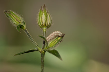 A Campion Moth (Sideridis rivularis) Caterpillar on a stalk of Campion (Siliene latifolia)