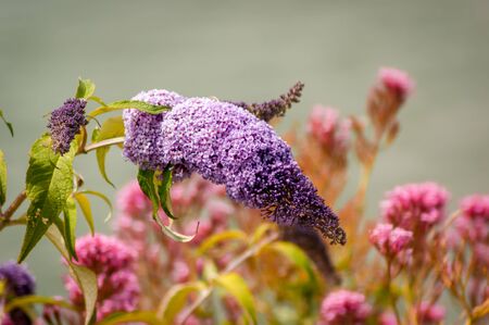 A Lilac (Syringa) flowerhead with other out of focus flowers in the backgroundの写真素材