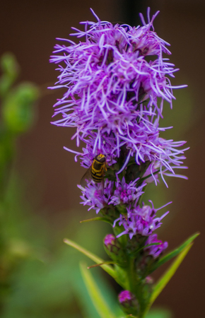 A Hoverfly (Syrphidae) on a purple flower with thin petalsの写真素材