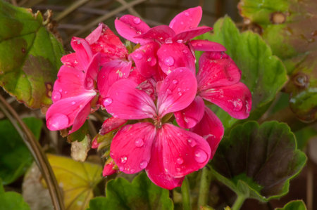 A head of pink Geranium flowers and leaves covered in droplets of water after a rain showerの写真素材