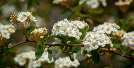 A branch of white Spiraea flowers