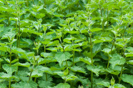 A mass of edible Garden Mint (Mentha) herbs