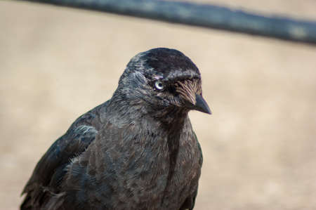A close up of the head and shoulders of a European Jackdaw (Coloeus modedula)の写真素材