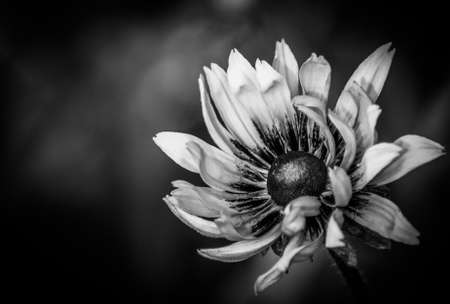 A close up of a single Rudbeckia flower in black and whiteの写真素材