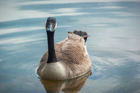 A Canada Goose (Branta canadensis) on a lake facing the cameraの写真素材