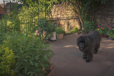 A Newfoundland dog standing on a patio in a garden