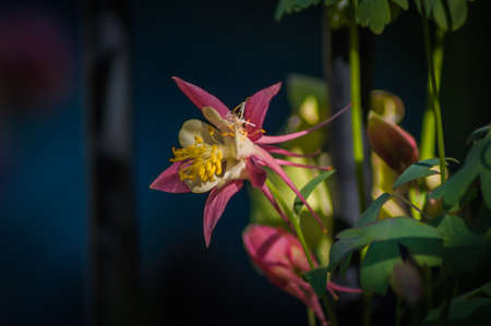 A pink and yellow Aquilegia with some foliage growing around a black metal fence postの写真素材