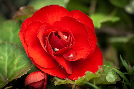 A red Begonia Flower with raindrops on the petals