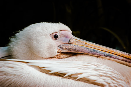 Close up of the head of a Great White Pelican (Pelecanus onocrotalus)の写真素材