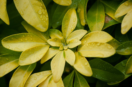 Light green leaves with raindrops on them after a rain showerの写真素材