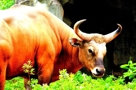 red bullの写真素材