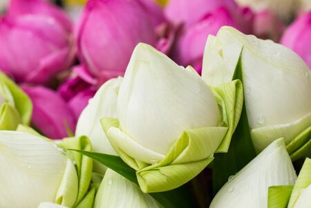 Folded Petal Water-Lily for paying respect to Buddha in Thailandの写真素材
