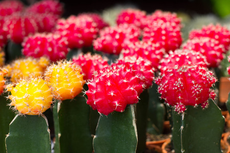 cactus flowerの写真素材