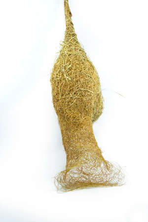 hanging bird's nest on white backgroundの写真素材