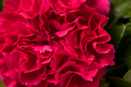 red carnation, close up