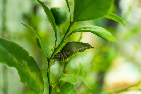 cocoon, chrysalis, pupa, close upの写真素材