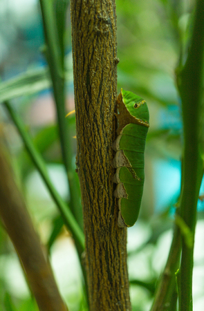 Butterfly caterpillar on a tree, close upの写真素材