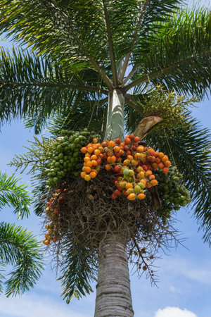 colorful betel nut