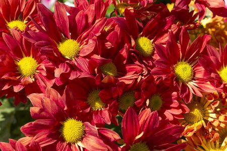 red chrysanthemum flower close upの写真素材