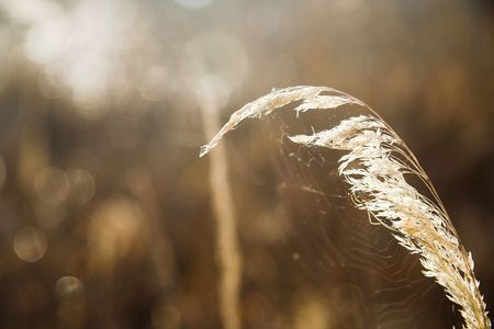 Wheatの写真素材