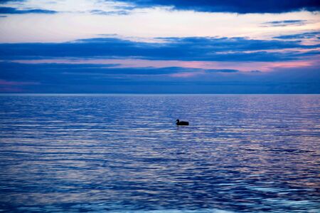 Lone duck on lake at sunset.の写真素材