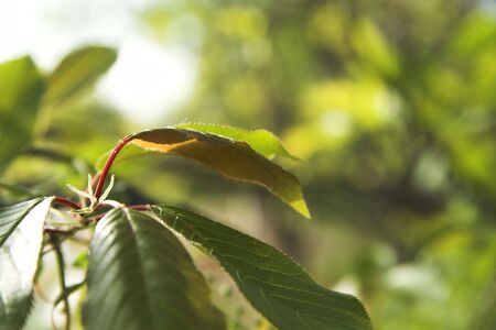 Green leaf in sunshine.の写真素材
