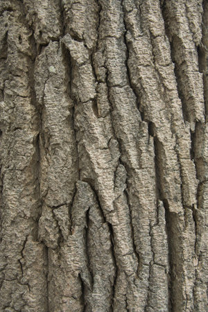Rough tree bark.