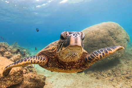 Hawaiian Green Sea Turtle cruises in the warm waters of the Pacific Ocean in Hawaiiの写真素材