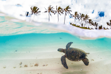 Hawaiian Green Sea Turtle cruises in the warm waters of the Pacific Ocean in Hawaiiの写真素材