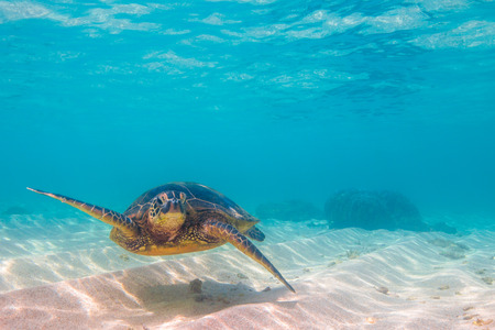 Hawaiian Green Sea Turtle cruises in the warm waters of the Pacific Ocean in Hawaiiの写真素材