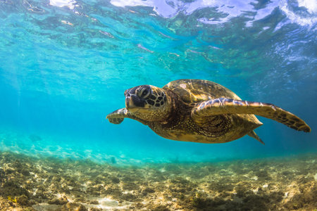 Hawaiian Green Sea Turtle cruises in the warm waters of the Pacific Ocean in Hawaii