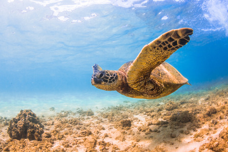 Hawaiian Green Sea Turtle cruises in the warm waters of the Pacific Ocean in Hawaiiの写真素材