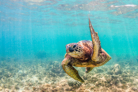 Hawaiian Green Sea Turtle cruising in the warm waters of the Pacific Ocean in Hawaiiの写真素材