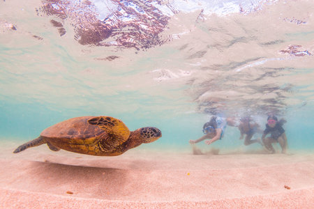 Hawaiian Green Sea Turtle cruising in the warm waters of the Pacific Ocean in Hawaii