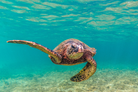 Hawaiian Green Sea Turtle Cruising in the Warm Waters of the Pacific Ocean in Hawaiiの写真素材