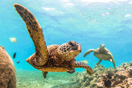 Hawaiian Green Sea Turtle Cruising in the Warm Waters of the Pacific Ocean in Hawaiiの写真素材