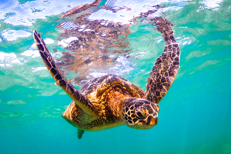 Hawaiian Green Sea Turtle Cruising in the Warm Waters of the Pacific Ocean in Hawaiiの写真素材