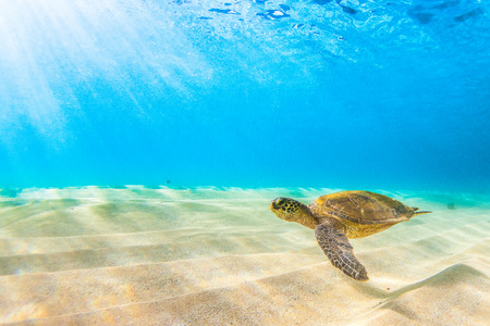 Hawaiian Green Sea Turtle Cruising in the Warm Waters of the Pacific Ocean in Hawaiiの写真素材