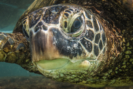 Hawaiian Green Sea Turtle Cruising in the Warm Waters of the Pacific Ocean in Hawaiiの写真素材