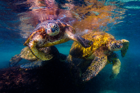 Hawaiian Green Sea Turtle Cruising in the Warm Waters of the Pacific Ocean in Hawaiiの写真素材