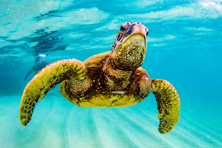 Hawaiian Green Sea Turtle Cruising in the Warm Waters of the Pacific Ocean in Hawaiiの写真素材