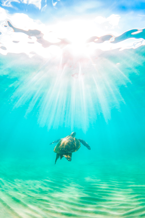 Hawaiian Green Sea Turtle Cruising in the Warm Waters of the Pacific Ocean in Hawaiiの写真素材
