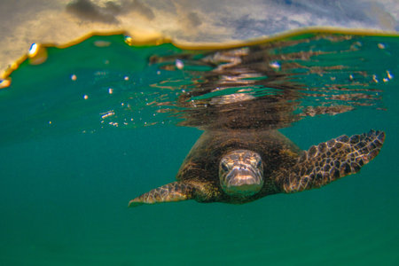 Hawaiian Green Sea Turtle Cruising in the Warm Waters of the Pacific Ocean in Hawaii