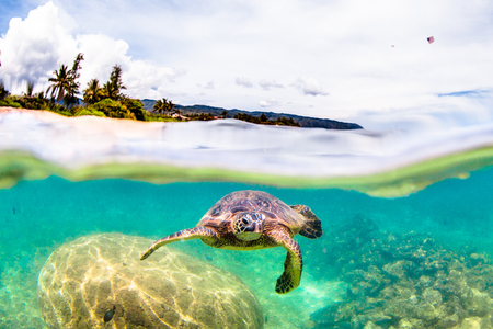 Hawaiian Green Sea Turtle Cruising in the Warm Waters of the Pacific Ocean in Hawaiiの写真素材